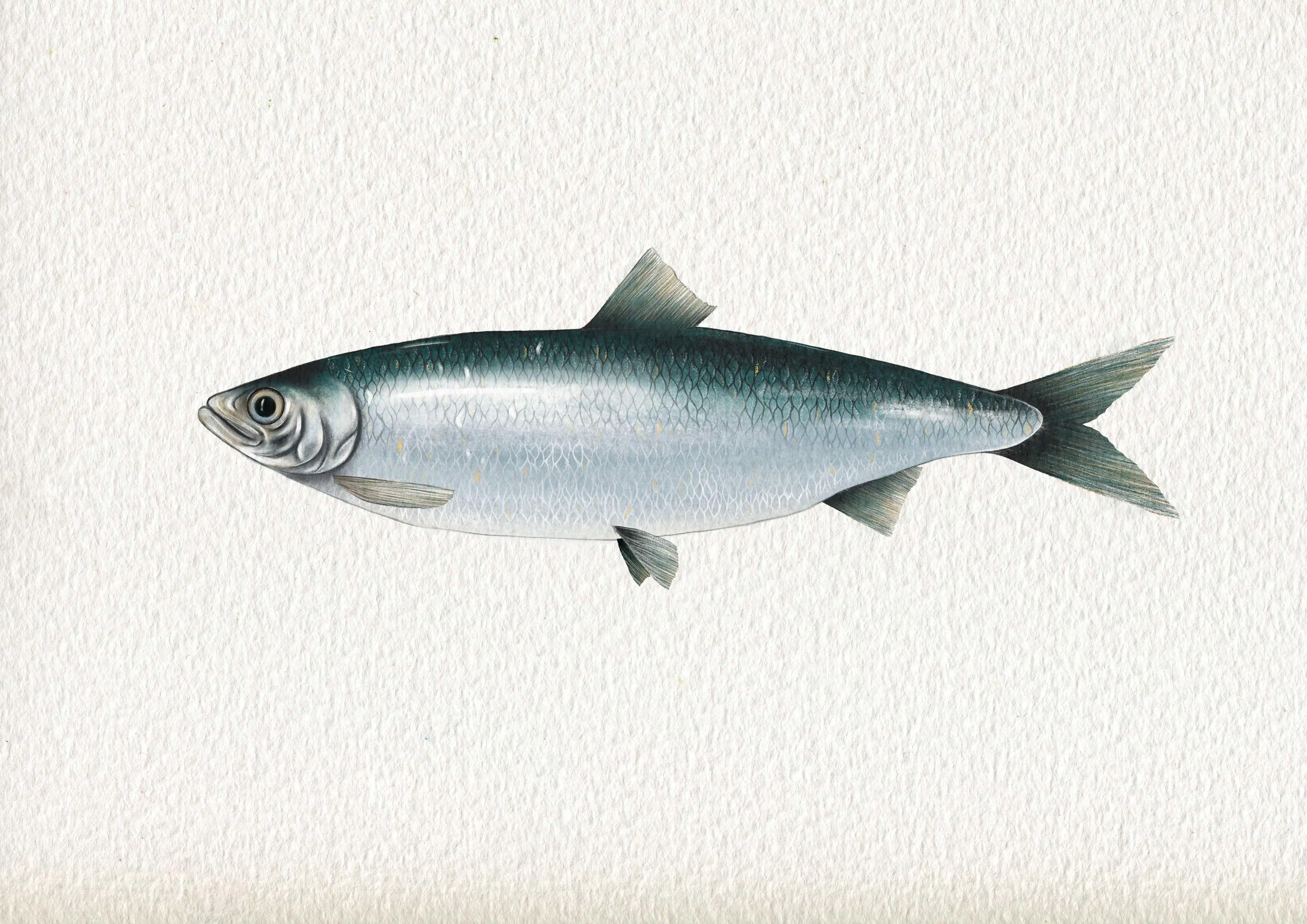 Herring