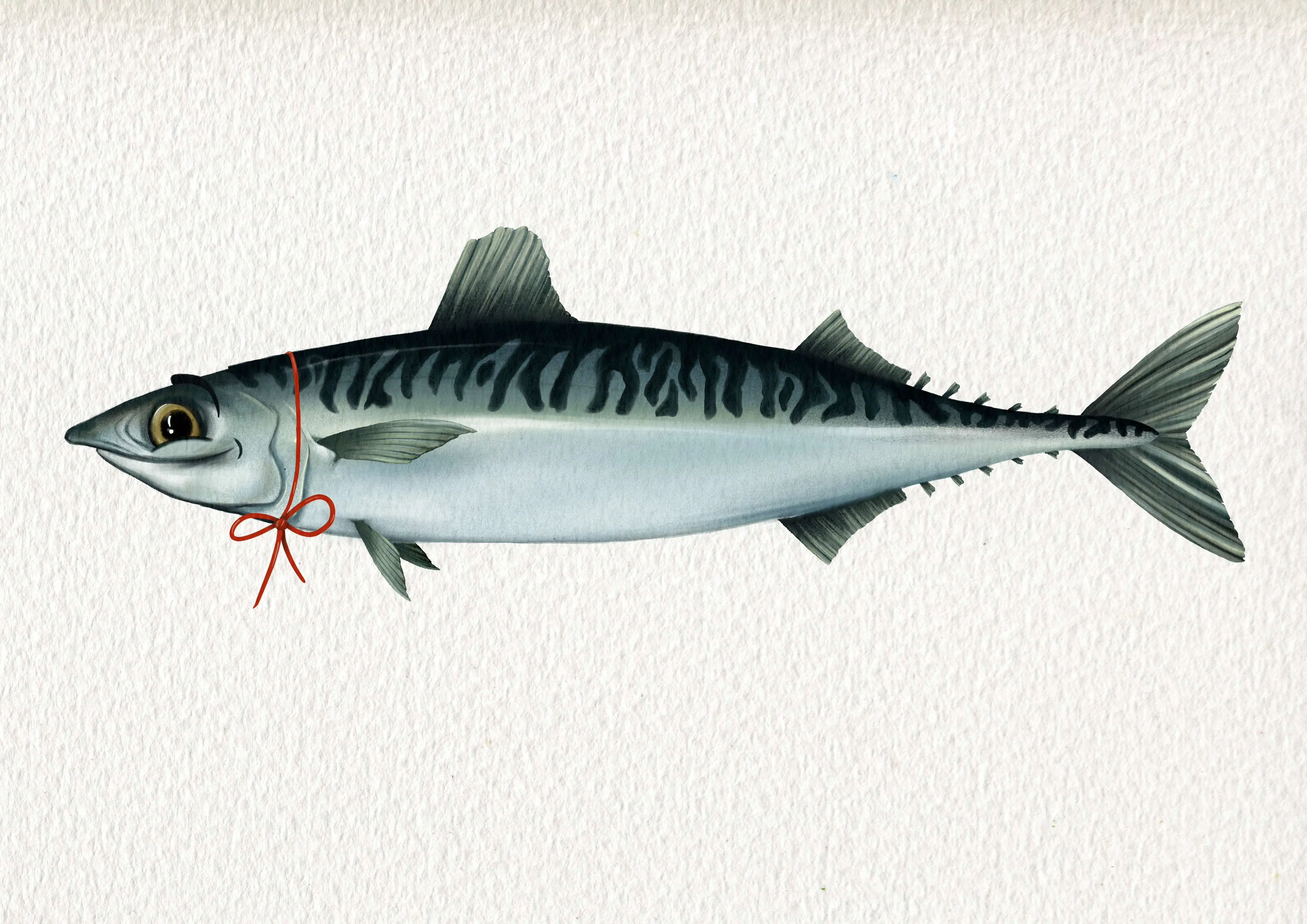 Shy Mackerel